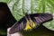 Male Golden Birdwing Troides aeacus butterfly