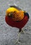 Male Golden or Chinese pheasant Chrysolophus pictus