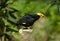 Male Golden-crested Myna (Ampeliceps coronatus)