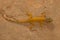 Male golden gecko, Calodactylodes aureus. Visakhapatnam