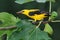 Male Golden Oriole eating figs