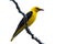 Male Golden Oriole isolated