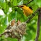 Male golden oriole sitting next to nest with young hatchlings