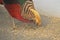 Male Golden pheasant ( Chrysolophus pictus ).