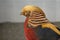 Male Golden pheasant ( Chrysolophus pictus ).