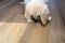 Male golden retriever puppy eats a dogs treat from modern vinyl planks in the living room of the home.