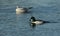 A male Goldeneye Bucephala clangula swimming on a lake.