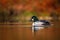 Male goldeneye on a colorful morning tour