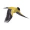 Male Goldfinch. 3D rendering with clipping path