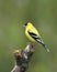 Male goldfinch