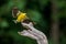 Male Goldfinch in flight to a perch in summer