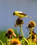 Male goldfinch looking down from  atop a coneflower