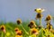 Male goldfinch perched atop a coneflower