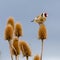 A male Goldfinch perches on a Teasel head