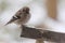 Male Goldfinch in Snow