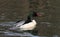 Male Goosander Mergus merganser diving on the river hunting for fish.