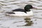 A male goosander on the Ornamental Lake