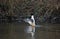 Male goosander swimming on a pond