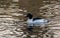 Male Goosander swimming in a river