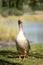 Male goose on lawn by river