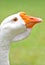 Male Goose portrait up close