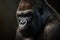 Male gorilla on a black background, a beautiful portrait of a gorilla. great ape- Generative AI