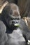Male Gorilla eating a cucumber
