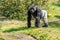 Male gorilla looks over the water