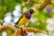 Male Gouldian Finch