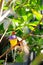 Male Gouldian Finch Bird