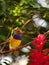 Male Gouldian finch bird