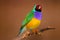 Male gouldian finch in profile view perching on a branch in front of a golden brown background