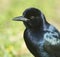 Male Grackle