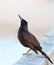 Male grackle