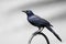 Male Grackle