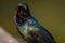 Male grackle