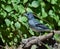 Male Gran Canaria blue chaffinch Fringilla polatzeki.