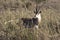 Male Grant gazelles among the high dry grass in the savanna during the dry season