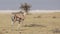 Male Grant`s Gazelle Running Away