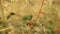 Male grasshopper singing in the countryside. Camouflaged insect