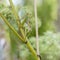 The male grasshopper singing sits on the inflorescence