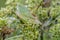 The male grasshopper singing sits on the inflorescence