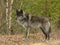 Male Gray Wolf