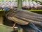 Male great Argus pheasant standing on a wooden beam, colorful tropical bird from the jungle of Asia, near threatened animal