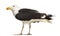 Male Great Black-backed Gull, Larus marinus