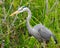 Male Great Blue Heron looking for a snack!