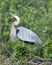 Male Great Blue Heron in Mating Plumage