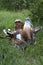 Male Great Bustard (Otis tarda)