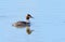 Male Great crested grebe