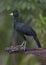 Male Great Curassow, Costa Rica